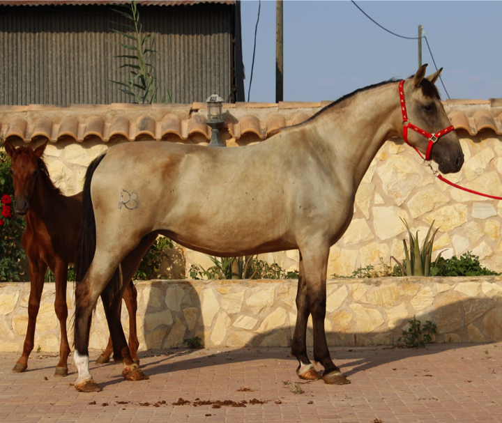 Horse ID 2519 Andalusian Horse for Sale