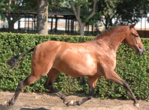 LUJOSA SG