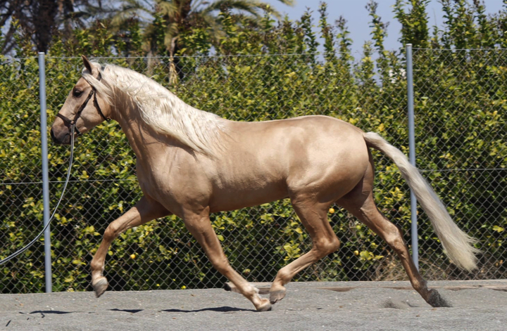 Horse ID: 2760 - Andalusian Horse for Sale