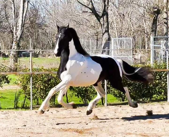 Horse ID: 2767 - Andalusian Horse for Sale