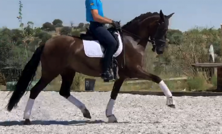 andalusian spanish riding boots