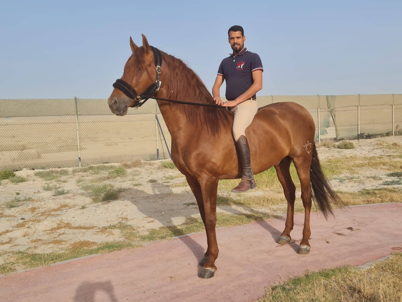 Andalusian Horses Exported to Bahrain Miriam Frenk