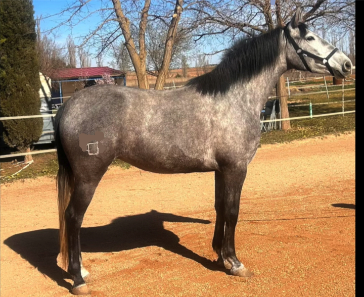 Pure Spanish Horse Andalusian Dapple gray stallion trotting in
